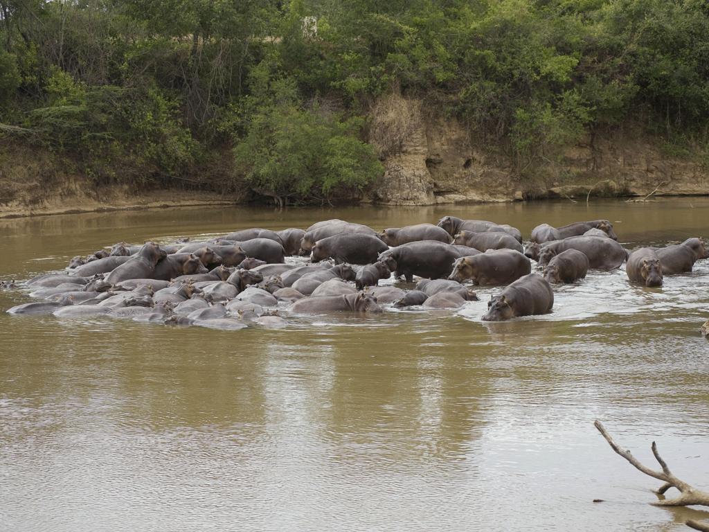 Ngerende Island Lodge (Adults Only) Réserve nationale du Masai Mara Extérieur photo